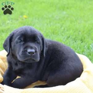 Jasper, Black Labrador Retriever Puppy