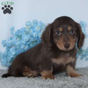 Jasper, Dachshund Puppy