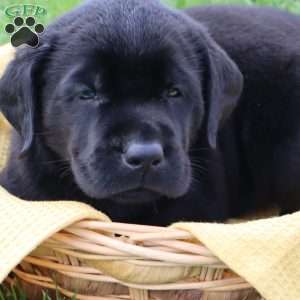 Jasper, Black Labrador Retriever Puppy