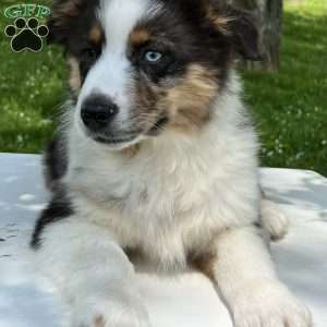 Boomer, Miniature Australian Shepherd Puppy