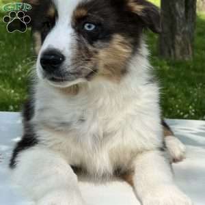Boomer, Miniature Australian Shepherd Puppy