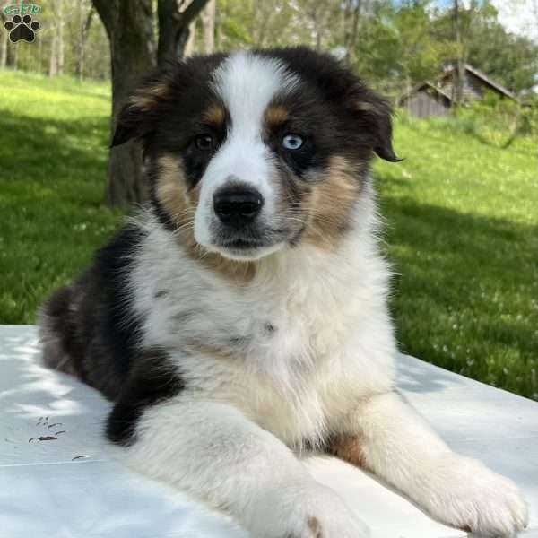 Boomer, Miniature Australian Shepherd Puppy