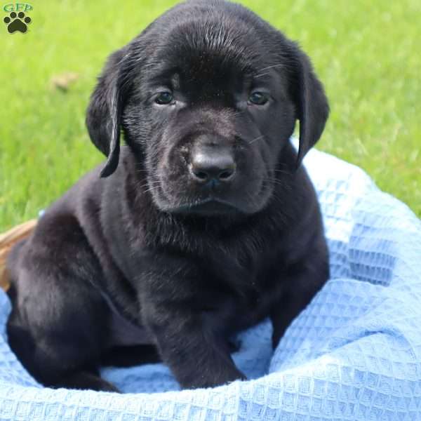 Javan, Black Labrador Retriever Puppy