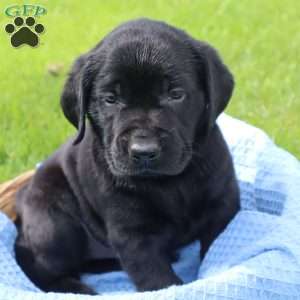 Javan, Black Labrador Retriever Puppy