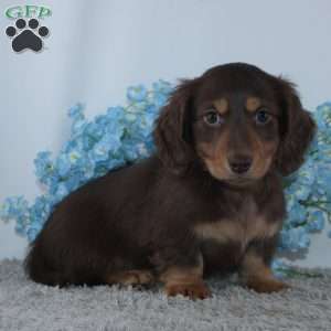 Jasper, Dachshund Puppy