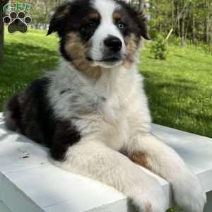 Boomer, Miniature Australian Shepherd Puppy
