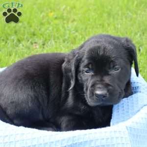 Javan, Black Labrador Retriever Puppy