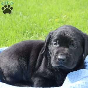 Javan, Black Labrador Retriever Puppy