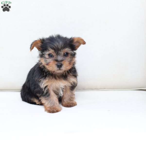 Jasper, Yorkie Puppy
