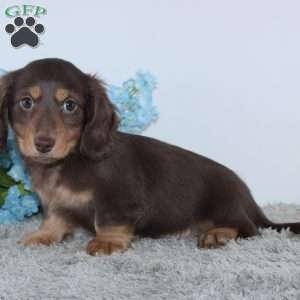 Jasper, Dachshund Puppy