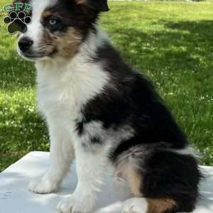 Boomer, Miniature Australian Shepherd Puppy