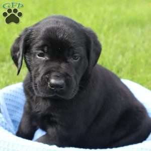 Javan, Black Labrador Retriever Puppy