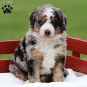 Leo, Bernedoodle Puppy