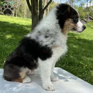 Boomer, Miniature Australian Shepherd Puppy