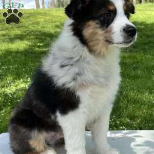 Boomer, Miniature Australian Shepherd Puppy