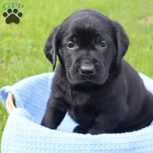 Javan, Black Labrador Retriever Puppy