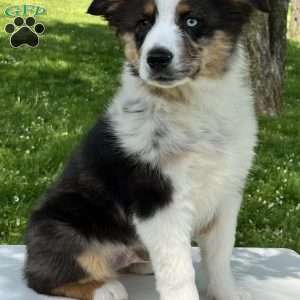 Boomer, Miniature Australian Shepherd Puppy
