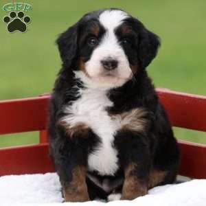 Lewis, Bernedoodle Puppy