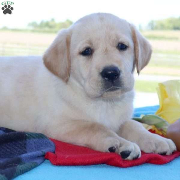 Shelby, Yellow Labrador Retriever Puppy