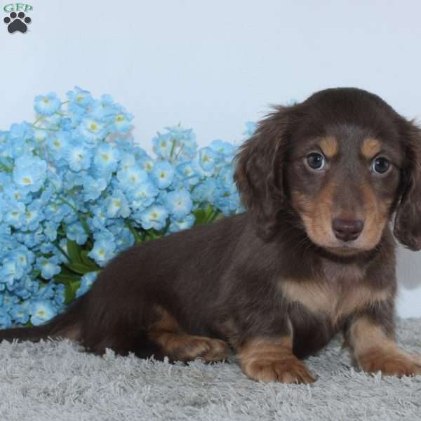Jasper, Dachshund Puppy