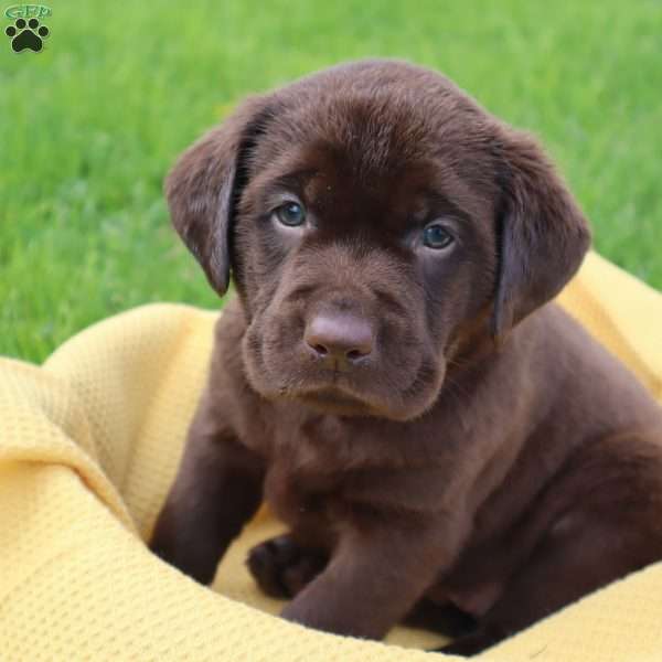 Jameson, Chocolate Labrador Retriever Puppy