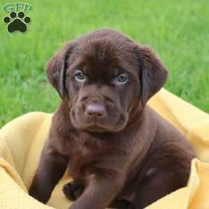 Jameson, Chocolate Labrador Retriever Puppy