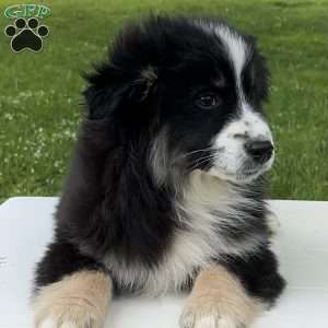 Ava, Miniature Australian Shepherd Puppy