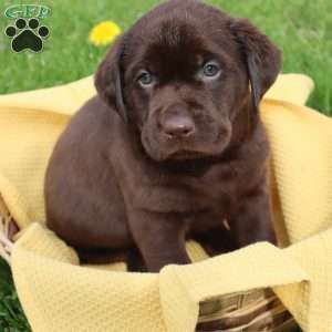 Jameson, Chocolate Labrador Retriever Puppy