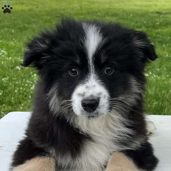 Ava, Miniature Australian Shepherd Puppy