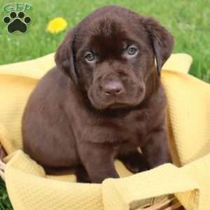 Jameson, Chocolate Labrador Retriever Puppy