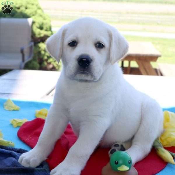 Maverick, Yellow Labrador Retriever Puppy