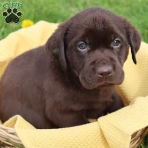 Jameson, Chocolate Labrador Retriever Puppy