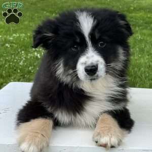 Ava, Miniature Australian Shepherd Puppy