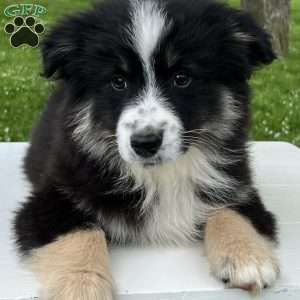 Ava, Miniature Australian Shepherd Puppy