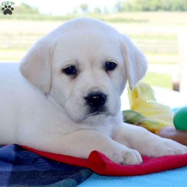 Marshall, Yellow Labrador Retriever Puppy