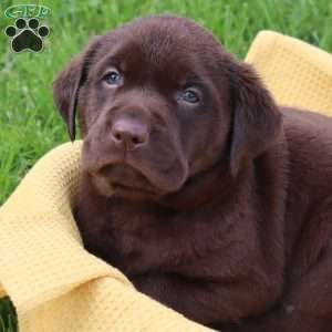 Jameson, Chocolate Labrador Retriever Puppy