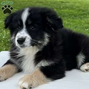 Ava, Miniature Australian Shepherd Puppy