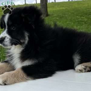 Ava, Miniature Australian Shepherd Puppy