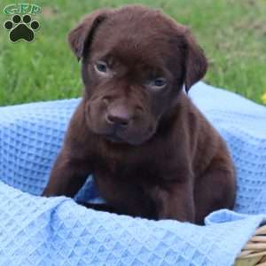 Jefferson, Chocolate Labrador Retriever Puppy