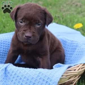 Jefferson, Chocolate Labrador Retriever Puppy