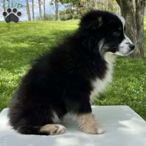 Ava, Miniature Australian Shepherd Puppy