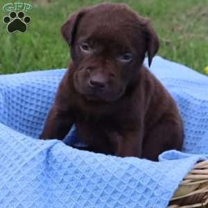 Jefferson, Chocolate Labrador Retriever Puppy