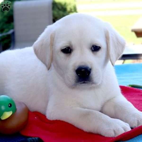 Major, Yellow Labrador Retriever Puppy
