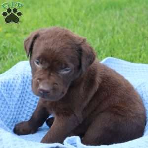 Jefferson, Chocolate Labrador Retriever Puppy