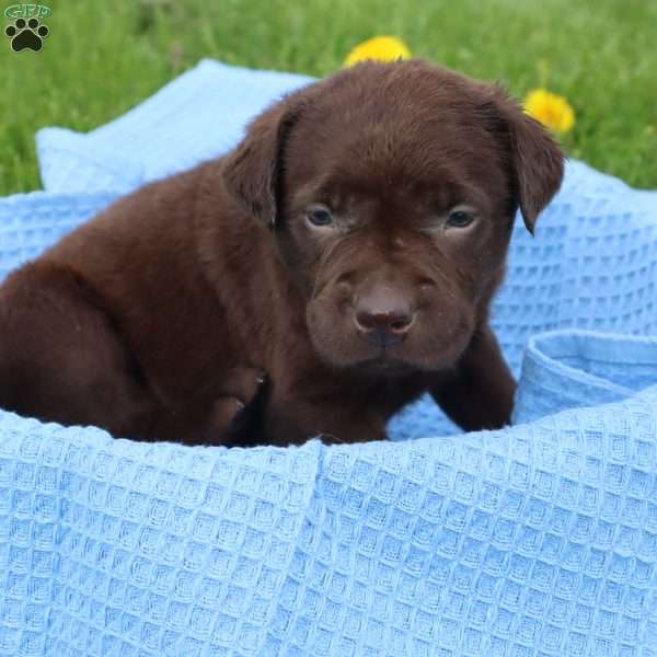 Jefferson, Chocolate Labrador Retriever Puppy