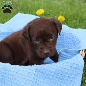 Jefferson, Chocolate Labrador Retriever Puppy