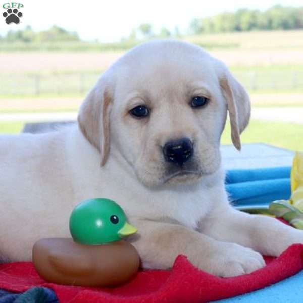 Jackson, Yellow Labrador Retriever Puppy