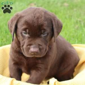 Jadon, Chocolate Labrador Retriever Puppy