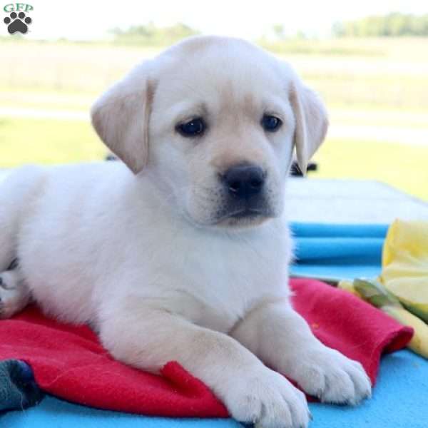 Cooper, Yellow Labrador Retriever Puppy