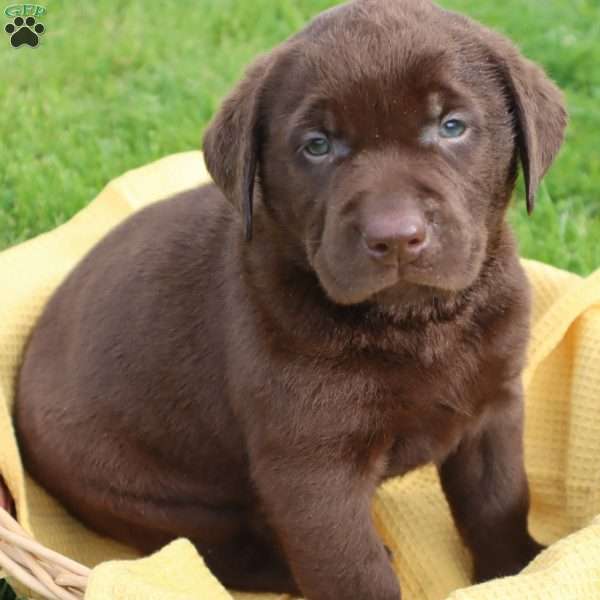 Jadon, Chocolate Labrador Retriever Puppy